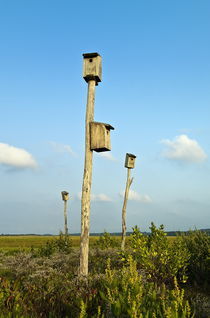 Birdhouses in salt marsh, Cape Cod, USA by John Greim