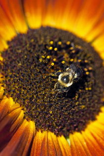 Bee and sunflower. by John Greim