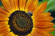Bee and sunflower. von John Greim