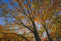 Autumn foliage, Connecticut, USA von John Greim