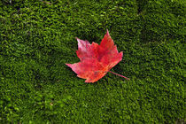 Red maple leaf green moss. by John Greim