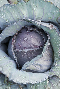 Cabbage by John Greim