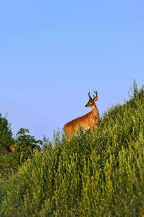 Deer buck von John Greim
