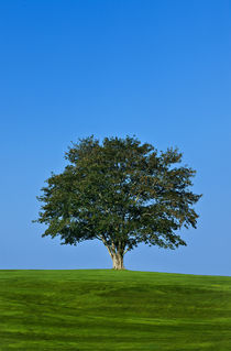 Healthy tree. by John Greim