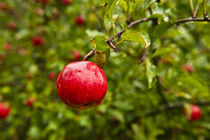Ripe Red Apple by John Greim