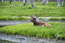 Deer Buck, Alaska, USA by John Greim