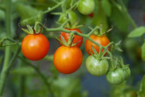 Cherry Tomato by John Greim