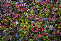 Colorful autumn groundcover. by John Greim
