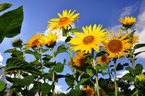 Sunflowers von Jens Uhlenbusch