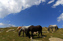 Free horses in the mountains von Wolfgang Dufner