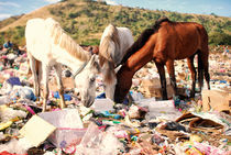 horses at the dump by Johnny Milano