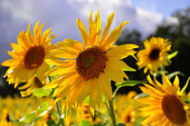 Sonnenblume von Jens Uhlenbusch