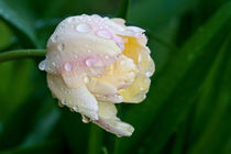 Tulip after rain von Irina Moskalev