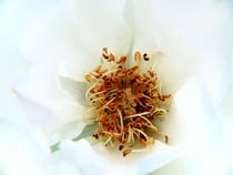wild white rose by Fedor  Porshnev