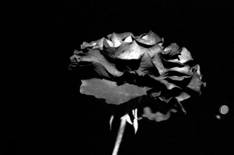 Black-rose