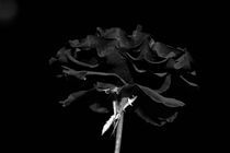 Black  velvet by Diana Aliman