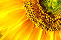 Sun flower von Diana Aliman