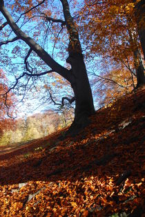 autumn II von hannes cmarits