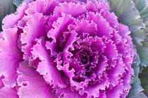 Purple ornamental cabbage von Irina Moskalev