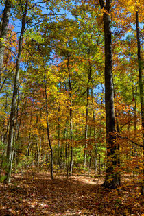 Autumn Forest. USA, Kentucky by Irina Moskalev