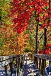 Wooden stairs in Autumn forest. USA, Kentucky by Irina Moskalev