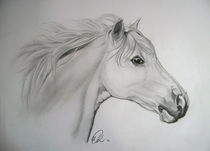 Skizze weißes Pony von Ursula Thuleweit Laranjeiro