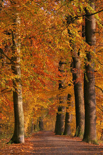 Herbstwege by Jana Behr