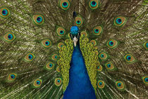 Blauer Pfau: prächtiges Aussehen by Iryna Mathes