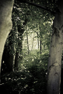 Enchanted forest I von Roland Hemmpel