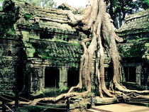 Ta Phrom Temple by Jack Knight