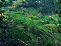 Rice terraces carved into mountainside von Jack Knight