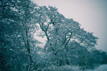 Oblique Winter Tree von Roland Hemmpel