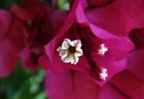 eine wunderschöne Blüte für Evelyn! von theresa-digitalkunst