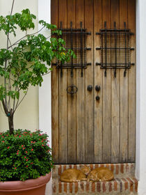 Door and two cats. Old San Juan, Puerto Rico by Irina Moskalev