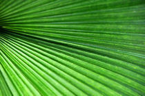 Palmenblatt grün by Thomas Brandt