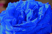 Rose blau von Thomas Brandt