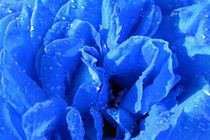 Rose blau by Thomas Brandt