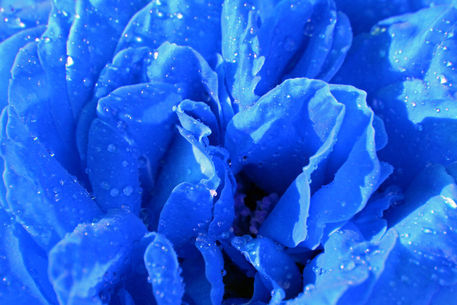 Rose-blau-1