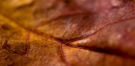 Autumn-leaf