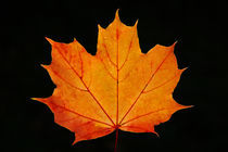 Maple Leaf by Wolfgang Dufner