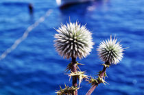 Blue Sea and Thistles
