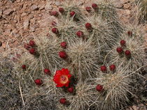 Spring Hits the Desert by Terry  Mulcahy