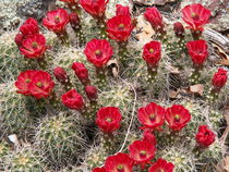 More Bloomin' Cacti von Terry  Mulcahy
