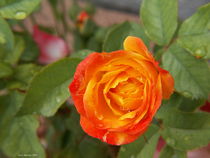 An Aroused Rose von Terry  Mulcahy