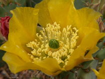 Prickly Pollen by Terry  Mulcahy