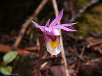 Half Inch Orchid by Terry  Mulcahy