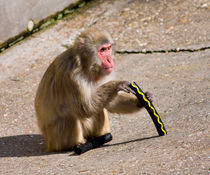 Monkey playing von safaribears