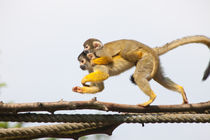 Squireel Monkey 2 by safaribears