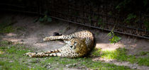 Gepard by safaribears