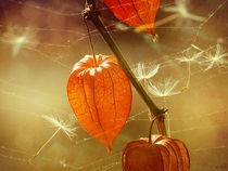 Herbstlich(t) von Franziska Rullert